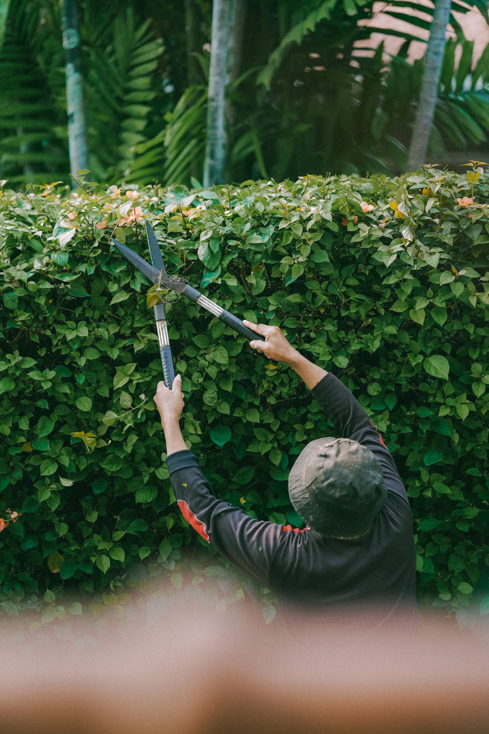 A landscaper in a cap shearing a green hedge by hand