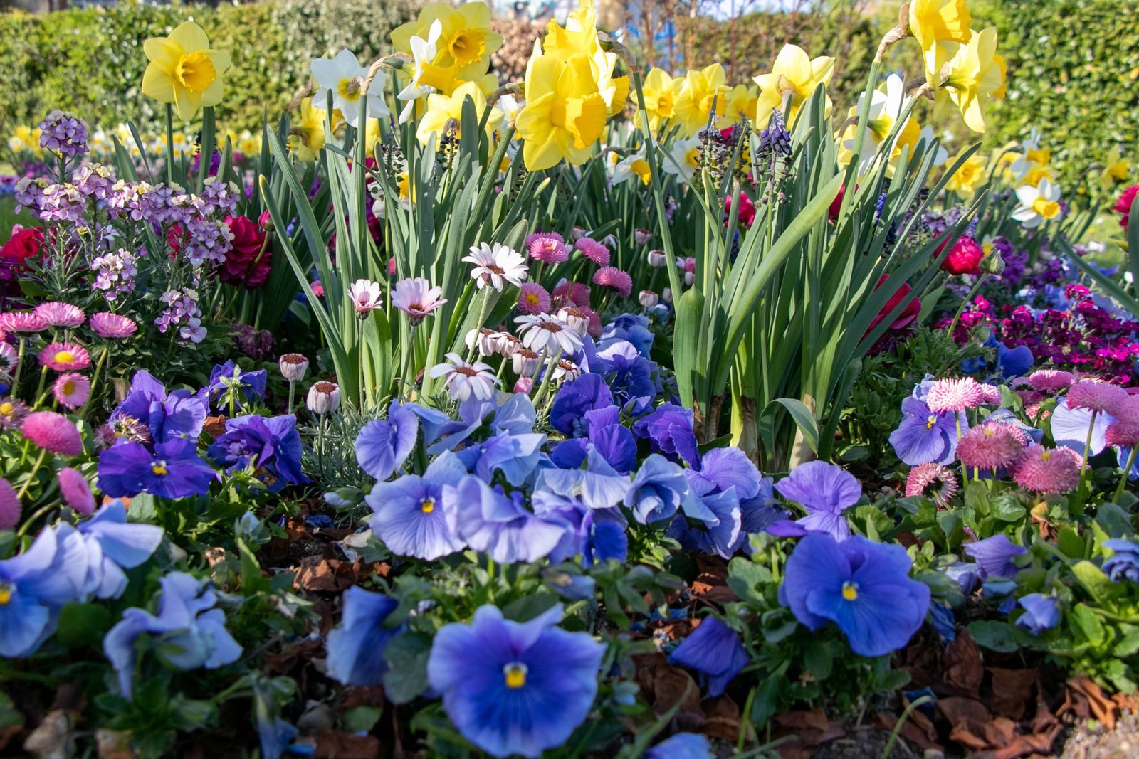 A garden bed densely planted with daffodils, pansies and daisies in bloom