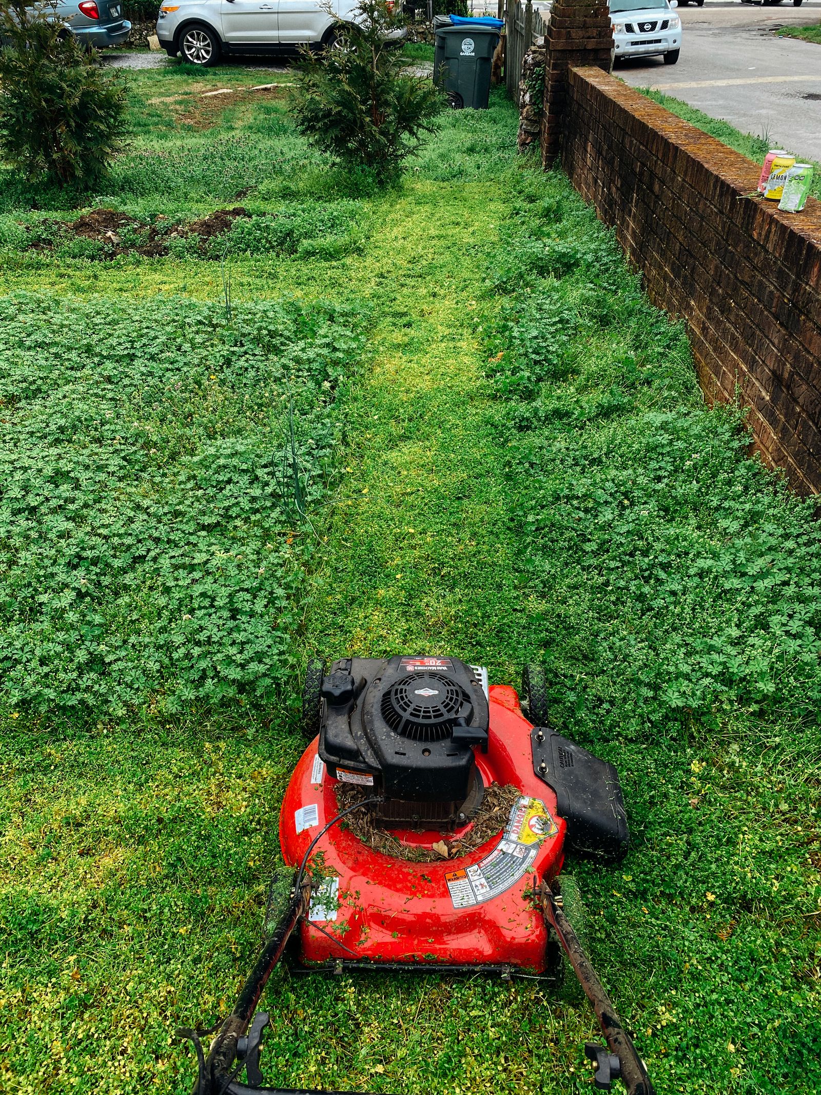 A badly overgrown yard of waist-high weeds with a single mown strip cut through it