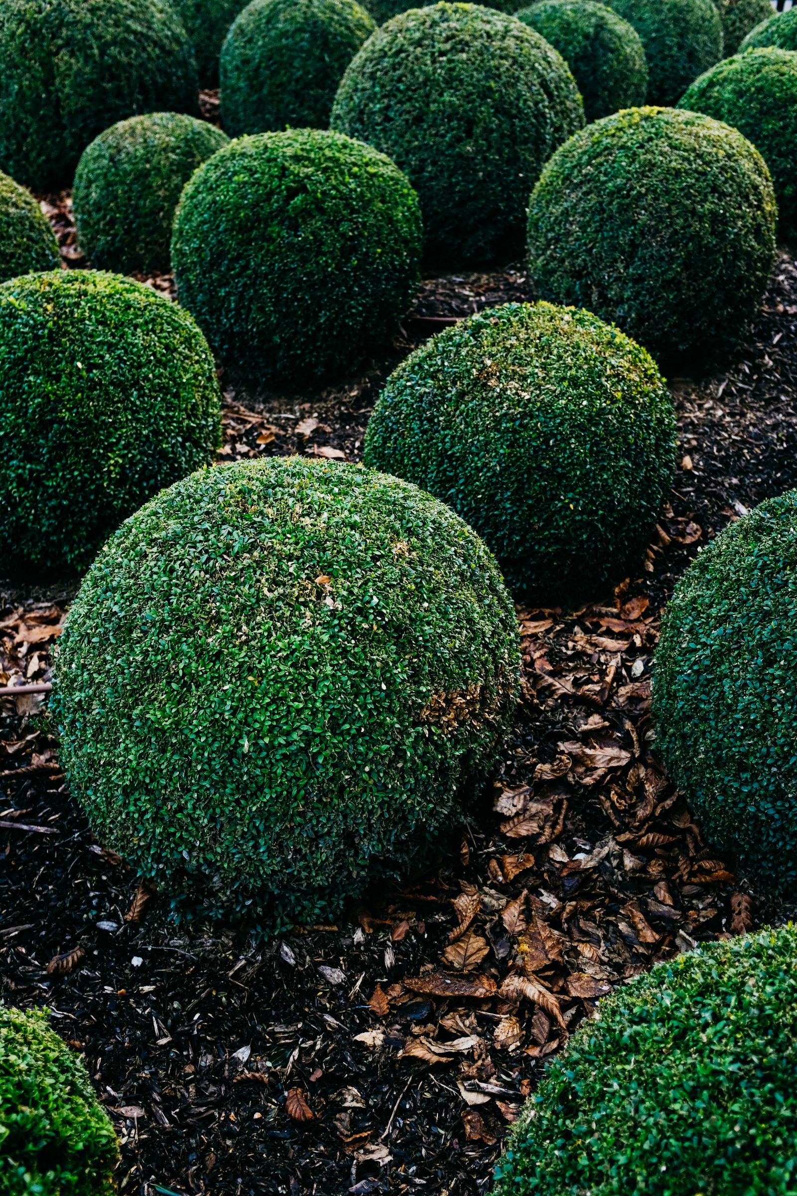 Trimmed round boxwood shrubs in a freshly mulched garden bed